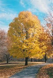 Maple tree Cleveland" 3.00 m Acer platanoides "Cleveland"