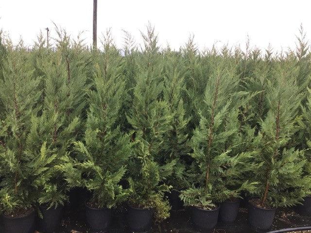 Cypress leylandii 1.30 - 1.40 mx Cupressocyparis leylandii
