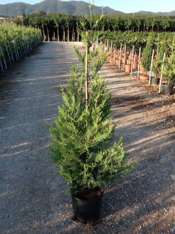 Cypress leylandii 1.30 - 1.40 mx Cupressocyparis leylandii