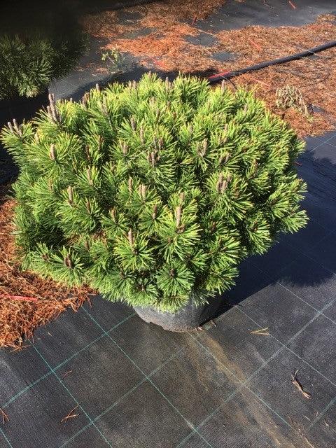 Mughus dwarf pine" 0.30 m - 0.40 m Pinus mugo "Mughus"