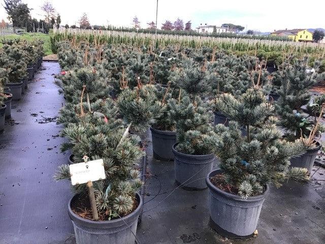 Japanese white pine Negishi 0.80 - 1.20 m Pinus parvifolia "Negishi"