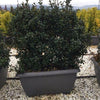 Laur sfant Heckenstar" 1.00 -1.40 m  Ilex meserveae "Heckenstar"
