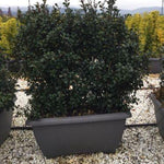 Laur sfant Heckenstar" 1.00 -1.40 m  Ilex meserveae "Heckenstar"