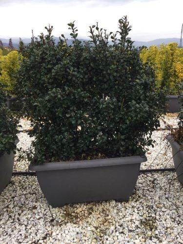 Heckenstar laurel" 1.00 -1.40 m Ilex meserveae "Heckenstar"