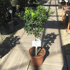 Laur sfant „Alaska” 0.40 -0.60 m  Ilex aquifolium Alaska"