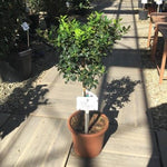 Laur sfant „Alaska” 0.40 -0.60 m  Ilex aquifolium Alaska"