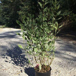 Corn alb Elegantissima" 0.80 -1.00 m Cornus alba "Elegantissima"