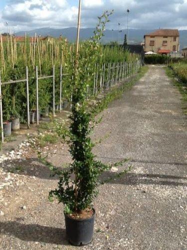 Ornamental sea buckthorn "Ventoux Red" 1.70 - 2.00 m Pyracantha coccinea "Ventoux Red"
