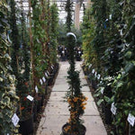 Catina ornamantala galbena 1.20 - 1.50 m  Pyracantha coccinea Soleil D