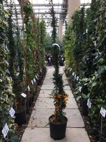 Yellow ornamental buckthorn 1.20 - 1.50 m Pyracantha coccinea Soleil D