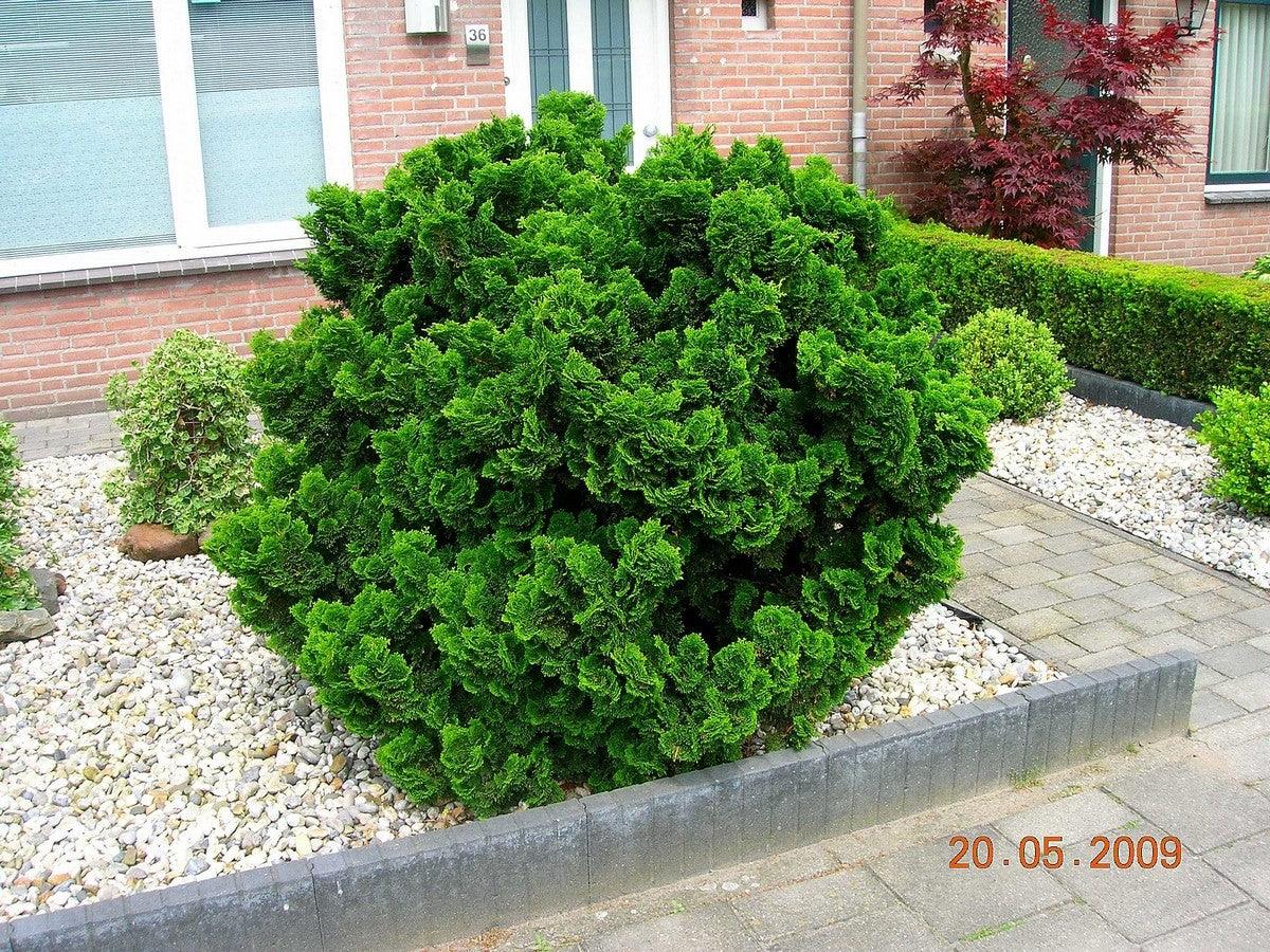 False cypress Nana Gracilis" 0.20 m Chamaecyparis obtusa "Nana Gracilis"