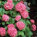 Hortensia Zaffiro" 0.40 - 0.60 m  Hydrangea macr. "Zaffiro"
