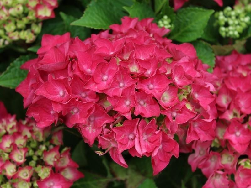 Hortensia Hot Red" 0.50 - 0.70 m Hydrangea macr. "Hot Red"