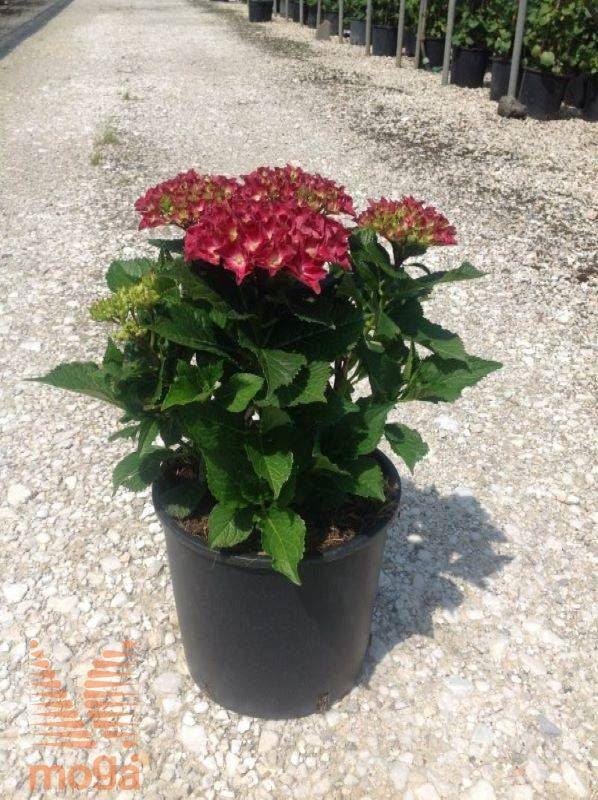 Hortensia Hot Red" 0.50 - 0.70 m Hydrangea macr. "Hot Red"