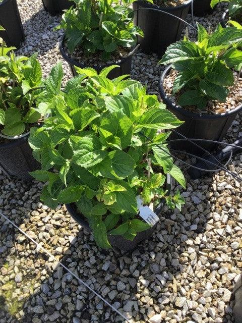 Hortensia Hot Red" 0.50 - 0.70 m Hydrangea macr. "Hot Red"