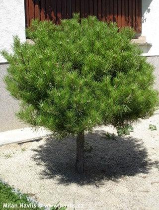 Japanese red pine Alice Verkade" 1.00 - 1.20 m Pinus densiflora "Alice Verkade"
