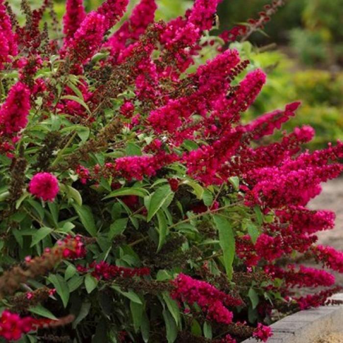 Liliac de vara Royal Red" 0.40 - 0.60 m Buddleja davidii "Royal Red"