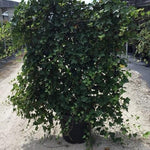 Iedera hibernica perete 1.40 -1.70 m  Hedera hibernica