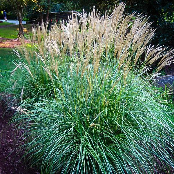 Elephant grass Adagio" 1.00 - 1.50 m Miscanthus sinensis "Adagio"