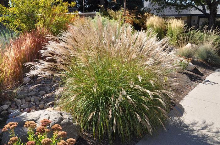 Elephant grass Adagio" 1.00 - 1.50 m Miscanthus sinensis "Adagio"