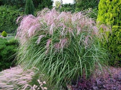 Iarba elefantului Red Tower" 1.50 - 2.00 m Miscanthus sinensis "Flamingo"