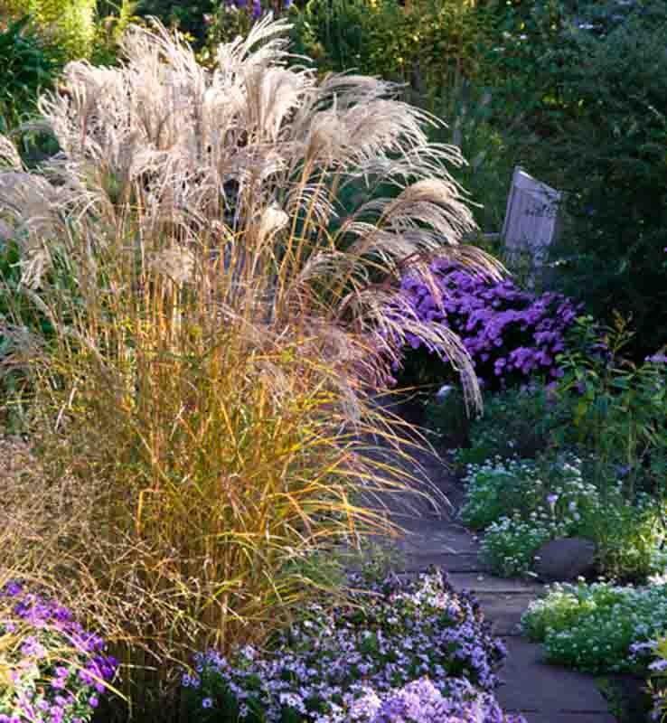 Iarba elefantului Red Tower" 1.50 - 2.00 m Miscanthus sinensis "Flamingo"