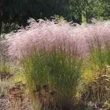 Iarba elefantului Red Tower" 1.50 - 2.00 m Miscanthus sinensis "Flamingo"