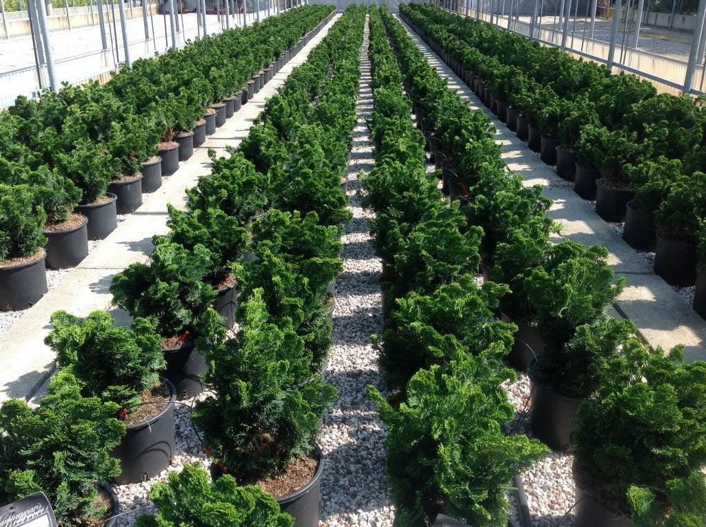 False cypress Nana Gracilis" 0.20 m Chamaecyparis obtusa "Nana Gracilis"