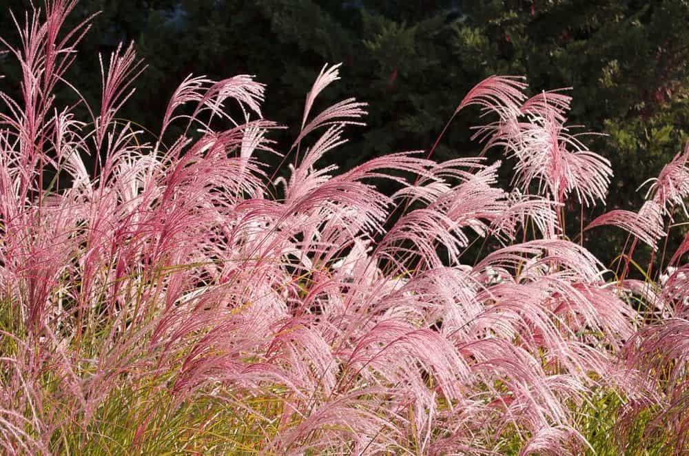Iarba elefantului Red Tower" 1.50 - 2.00 m Miscanthus sinensis "Flamingo"