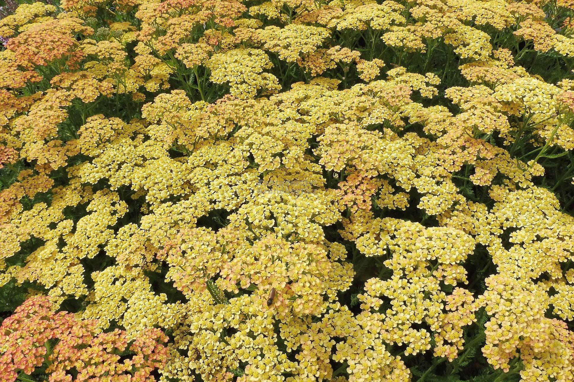 Achillea millefolium Milly Rock Yellow Terracotta