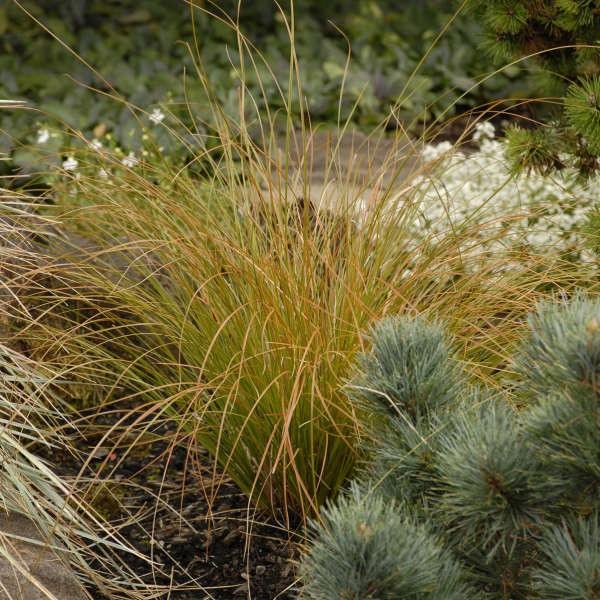 Carex testacea 0.20 - 0.30 m Carex testacea Prairie Fire"