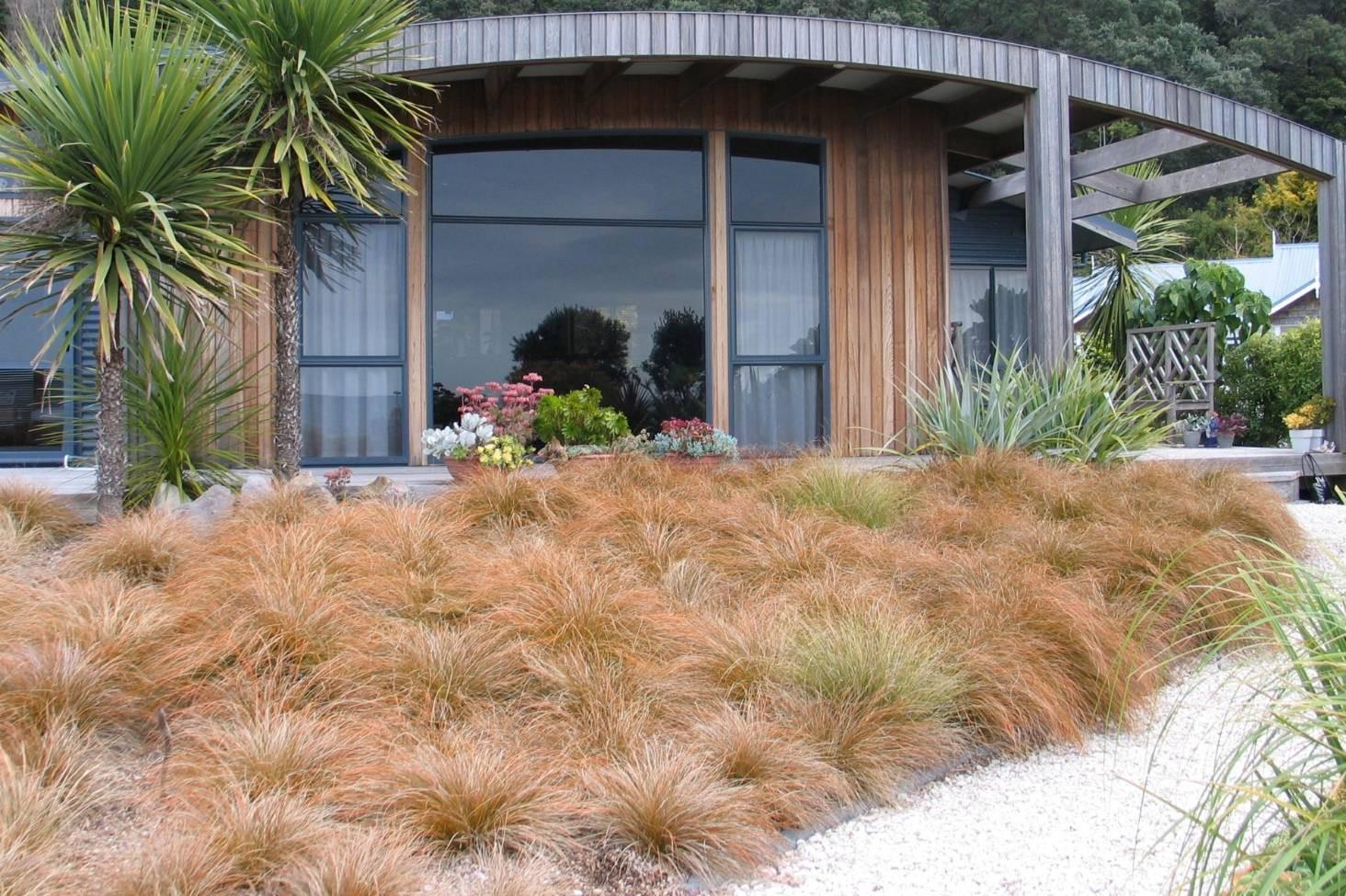 Carex testacea 0.20 - 0.30 m Carex testacea Prairie Fire"