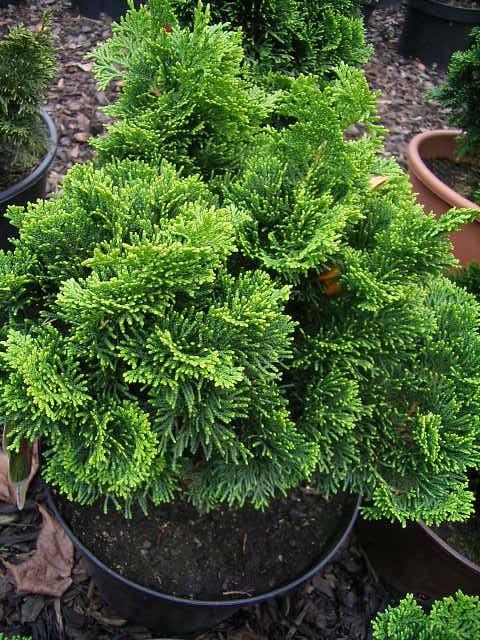 False cypress Nana Gracilis" 0.20 m Chamaecyparis obtusa "Nana Gracilis"