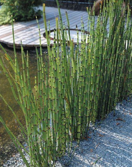 Equisetum hyemale 0.80 - 1.00 m Equisetum hyemale var. japonicum
