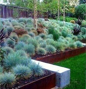 Fescue Elijah Blue" 0.20 - 0.30 m Fescue "Elijah Blue"