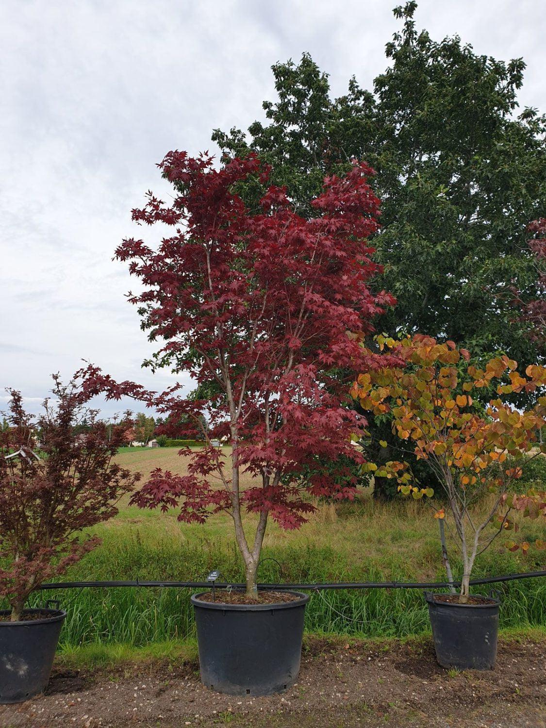 Japanese maple Bloodgood" 1.70 - 1.80 m Acer palmatum "Bloodgood"
