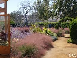 Muhlenbergia capillaris 0.60 - 1.00 m Muhlenbergia capillaris