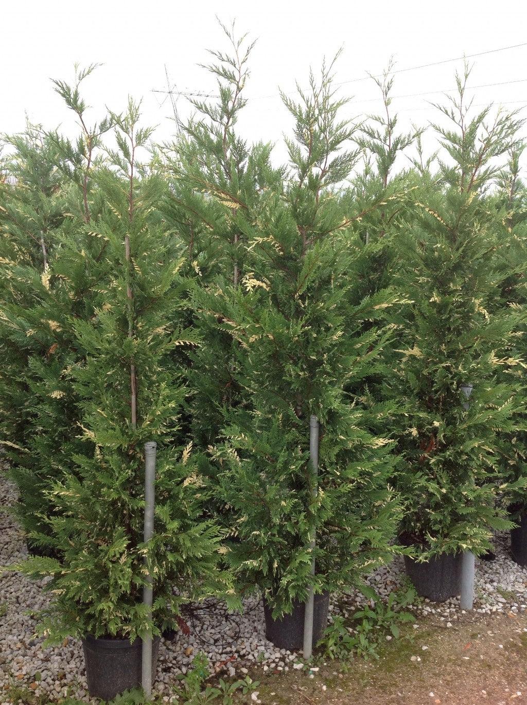 Variegated cypress leylandii 1.70 - 2.00 mx Cupressocyparis leylandii Variegatus"