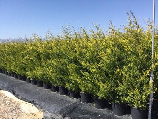 Chiparos leylandii Castwellan Gold" 1.70 - 1.80 m x Cupressocyparis leylandii Castwellan Gold