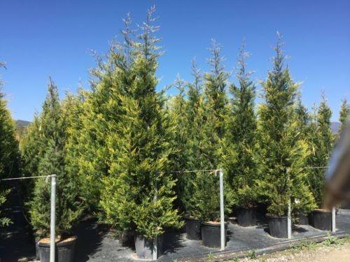 Cypress leylandii Castwellan Gold" 2.30 - 2.50 mx Cupressocyparis leylandii Castwellan Gold