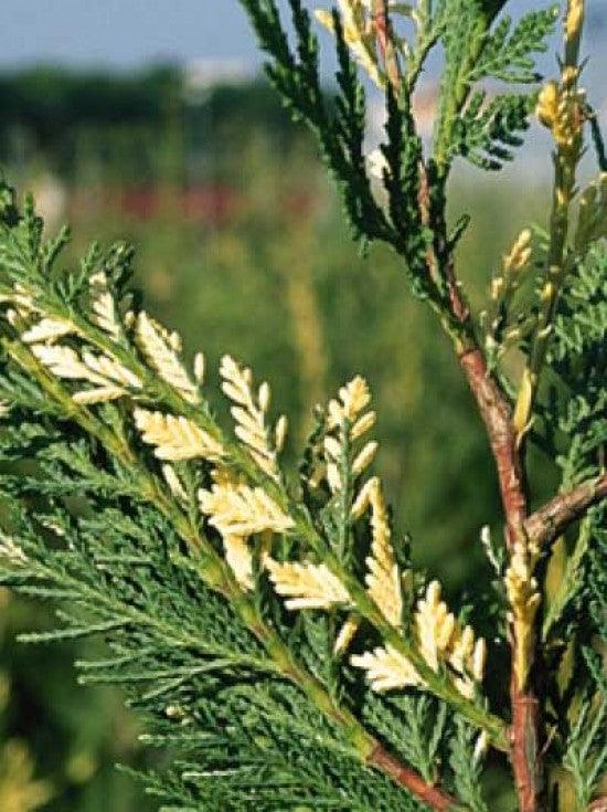 Variegated cypress leylandii 1.70 - 2.00 mx Cupressocyparis leylandii Variegatus"