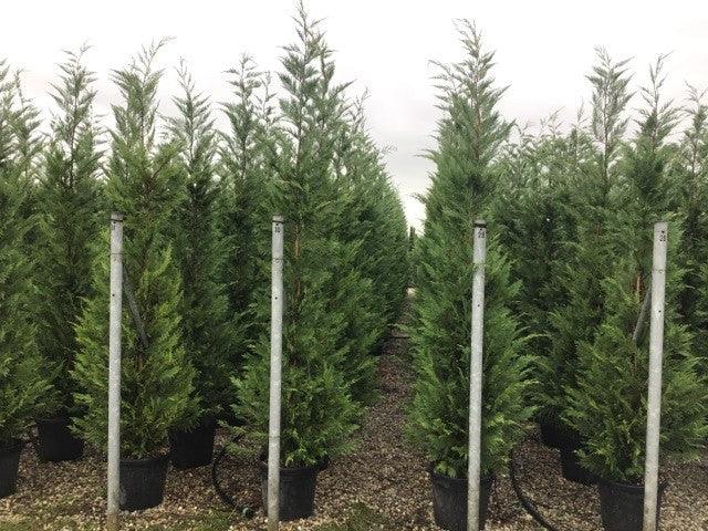 Cypress leylandii 3.00 mx Cupressocyparis leylandii