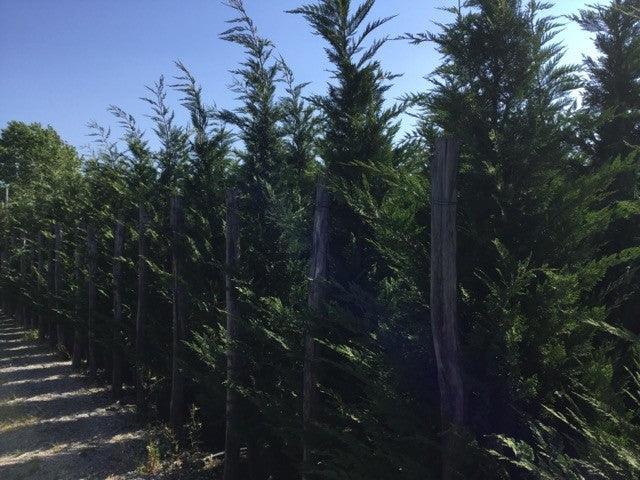 Cypress leylandii 3.00 mx Cupressocyparis leylandii