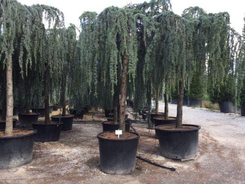 Flowing silver cedar 2.50 - 3.00 m Cedrus atlantica Glauca Pendula"