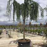 Cedru argintiu curgator  2.50 - 3.00 m  Cedrus atlantica Glauca Pendula"