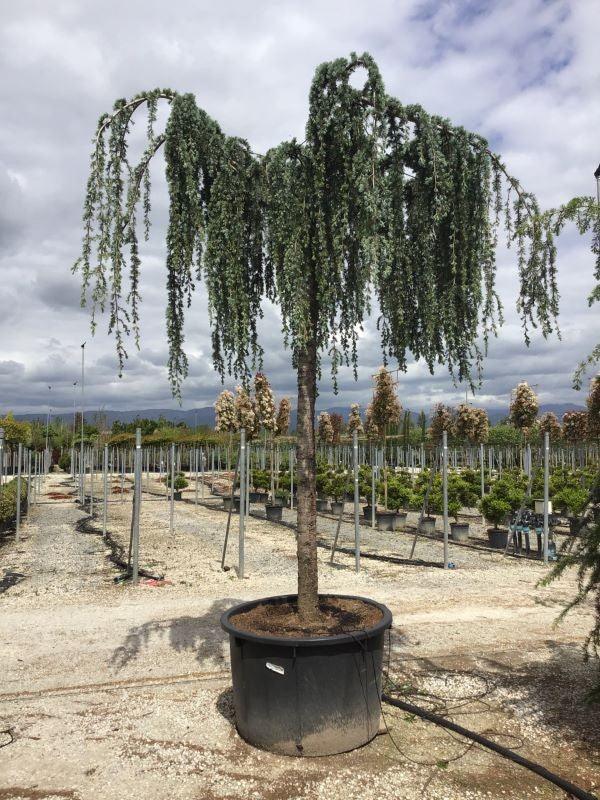 cedrus atlantica glauca pendula fish hook Flowing silver cedar 2.50