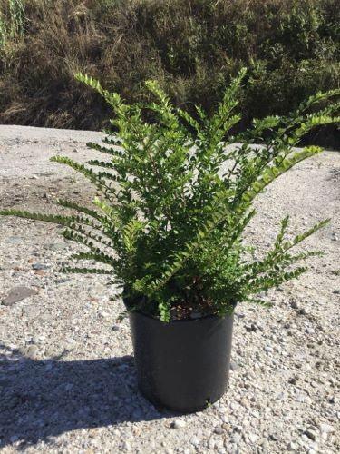Honeysuckle "Maigrun" 0.60 - 0.80 m Lonicera nitida Maigruen"
