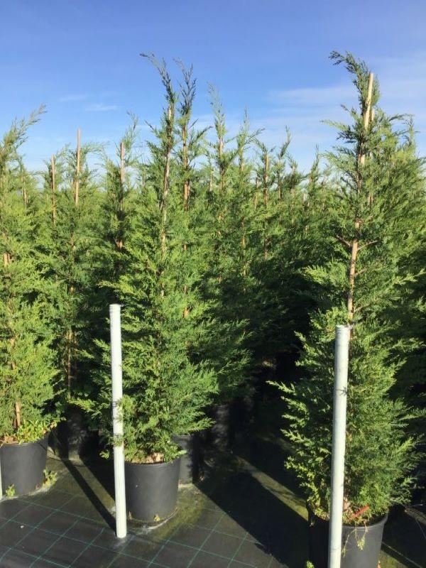Cypress leylandii 1.80 - 2.00 mx Cupressocyparis leylandii