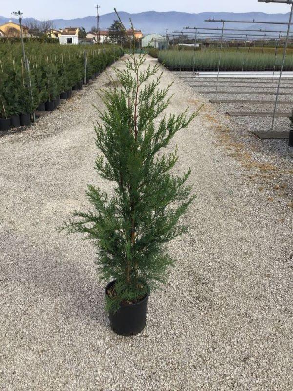 Cypress leylandii 1.30 - 1.40 mx Cupressocyparis leylandii