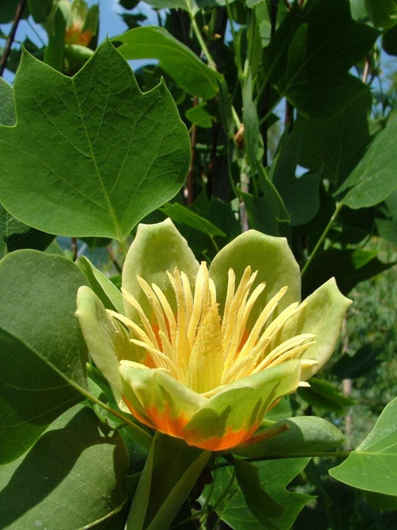 Columnar tulip tree tree 2.00 - 2.50 m Liriodendron tulipifera Fastigiata